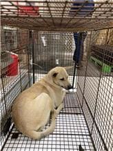 Photo of No. 1111018D01, Adult · Male · Large · Mixed breed