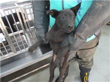 Black adult male mixed-breed dog, Small, shelter no. …9009