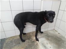 Black adult male mixed-breed dog, Medium, shelter no. …0001