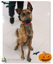 Photo of No. 106102509, Young · Male · Medium · Dog