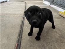Photo of No. RAAAG1111110006, Young · Female · Small · Mixed breed