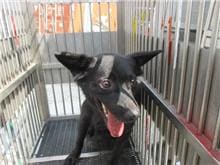 Photo of No. CAAAG1060908002, Female · Medium · Mixed breed