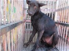 Photo of No. CAAAG1060828004, Female · Medium · Mixed breed