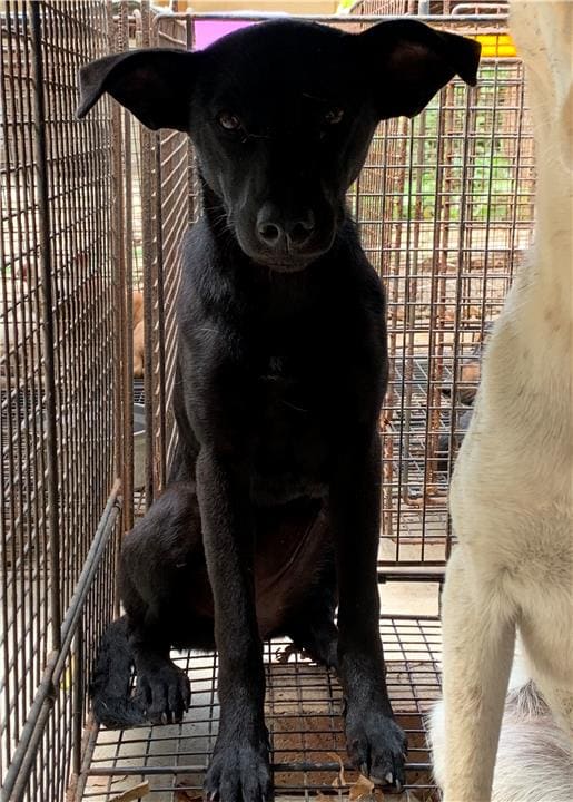 Photo of No. PAAAG1100407006, Adult · Female · Large · Mixed breed