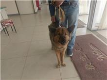 Brown-and-black adult male mixed-breed dog, Large, shelter no. …8D01