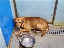 Photo of No. 110013005, Adult · Male · Medium · Mixed breed
