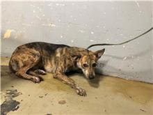 Tabby adult male mixed-breed dog, Medium, shelter no. …1004