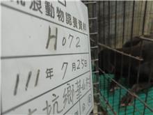 Photo of No. 111-H072D, Adult · Female · Large · Mixed breed