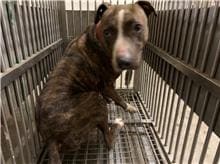 Photo of No. CAAAG1100114003, Female · Medium · American Pit Bull Terrier