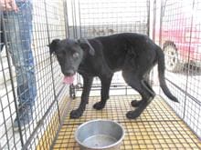 Photo of No. CAAAG1060623002, Female · Medium · Mixed breed
