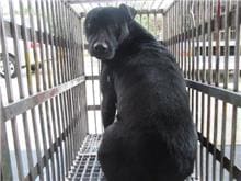 Photo of No. CAAAG1060331004, Adult · Male · Medium · Mixed breed