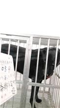 Black female mixed-breed dog, Large, shelter no. …059D