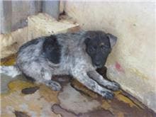 Patched male mixed-breed dog, Medium, shelter no. …3004