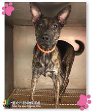 Photo of No. 111080707, Young · Male · Medium · Mixed breed