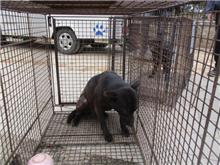 Photo of No. CAAAG1070306005, Female · Medium · Mixed breed