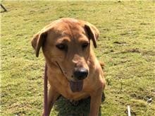 Photo of No. RAAAG1051122004, Adult · Female · Medium · Mixed breed