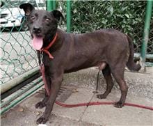 Photo of No. 105091406, Young · Male · Small · Mixed breed