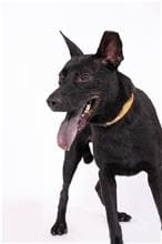Photo of No. 108080802, Adult · Male · Medium · Mixed breed