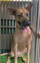 Photo of No. AAAHG1111004001, Adult · Female · Medium · Mixed breed