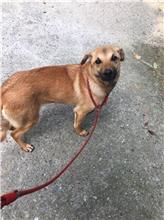 Tan adult female mixed-breed dog, Medium, shelter no. …0001