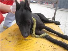 Photo of No. CAAAG1060707001, Male · Medium · Mixed breed