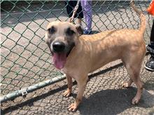 Photo of No. 108020102, Adult · Female · Medium · Mixed breed
