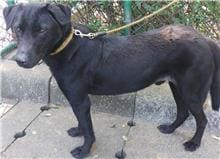 Photo of No. 106041003, Adult · Male · Medium · Mixed breed