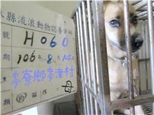 Photo of No. 106-H060D, Female · Large · Mixed breed