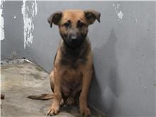 Photo of No. RAAAG1091012003, Adult · Male · Medium · Mixed breed