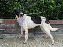 Black-and-white female mixed-breed dog, Medium, shelter no. …6649