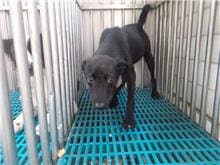 Photo of No. HAAAG1060511106, Adult · Male · Medium · Mixed breed