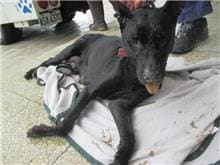 Photo of No. CAAAG1061019026, Adult · Female · Medium · Mixed breed