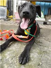 Photo of No. MAAAG1070924057, Adult · Female · Medium · Mixed breed