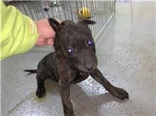 Photo of No. CAAAG1100108002, Adult · Female · Medium · Mixed breed