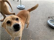 Photo of No. MAAAG1070924001, Adult · Male · Medium · Mixed breed