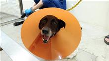Photo of No. 111111006, Adult · Male · Medium · Mixed breed