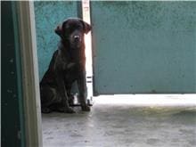 Photo of No. RAAAG1050525001, Adult · Female · Small · Mixed breed