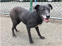 Photo of No. 105030213, Young · Male · Small · Mixed breed