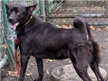 Photo of No. 108082802, Adult · Female · Medium · Mixed breed