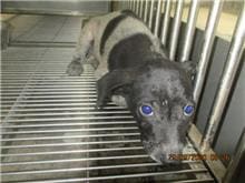 Black-and-white male mixed-breed dog, Small, shelter no. …9001
