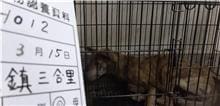 Tan adult male mixed-breed dog, Large, shelter no. …012D