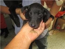 Photo of No. CAAAG1090321011, Adult · Male · Small · Mixed breed