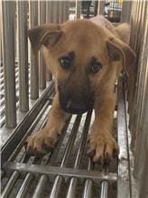 Photo of No. PAAAG1100811017, Adult · Male · Medium · Mixed breed