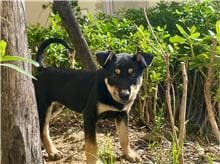 Photo of No. RAAAG1101215007, Adult · Male · Small · Mixed breed