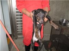 Black adult female mixed-breed dog, Medium, shelter no. …2003