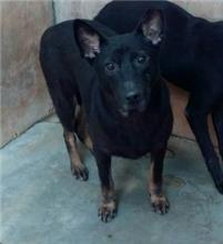 Photo of No. AAACG1070510014, Adult · Male · Medium · Mixed breed