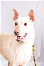 Photo of No. 105110501, Adult · Male · Large · Mixed breed