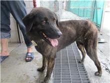 Tabby female mixed-breed dog, Medium, shelter no. …1147