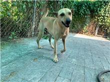 Photo of No. MAAAG1070920006, Adult · Male · Medium · Mixed breed