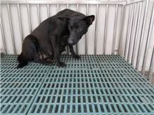 Photo of No. HAAAG1060712291, Adult · Female · Medium · Mixed breed